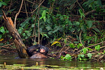 Bonobo (Pan paniscus) mature male 'Fizi' aged approx 15 years, scratching his back on a tree stump submerged in water, Lola Ya Bonobo Sanctuary, Democratic Republic of Congo. October.