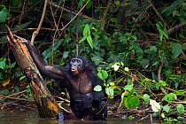 Bonobo (Pan paniscus) mature male 'Fizi' aged approx 15 years, calling while scratching his back on a tree stump submerged in water, Lola Ya Bonobo Sanctuary, Democratic Republic of Congo. October.