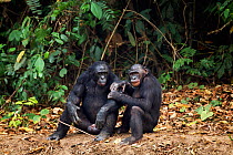 Bonobo (Pan paniscus) two males grooming, Lola Ya Bonobo Sanctuary, Democratic Republic of Congo. October.