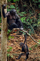 Bonobo (Pan paniscus) female sitting on the branch of a tree while her baby plays below, Lola Ya Bonobo Sanctuary, Democratic Republic of Congo. October.