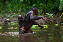 Bonobo (Pan paniscus) female wading across a stretch of water carrying her baby aged 12-14 months on her back, Lola Ya Bonobo Sanctuary, Democratic Republic of Congo. October.