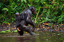 Bonobo (Pan paniscus) female wading across a stretch of water carrying her baby aged 12-14 months on her back (Pan paniscus). Lola Ya Bonobo Sanctuary, Democratic Republic of Congo. October.