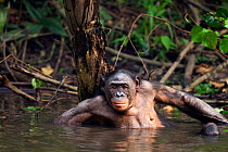 Bonobo (Pan paniscus) female scratching her back on a submerged tree stump, Lola Ya Bonobo Sanctuary, Democratic Republic of Congo. October.