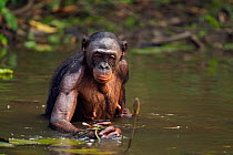 Bonobo (Pan paniscus) female wading through water to reach for water lily stems to feed on, Lola Ya Bonobo Sanctuary, Democratic Republic of Congo. October.