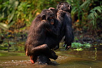 Bonobo (Pan paniscus) female 'Opala' carrying her juvenile son 'Pole' across water, Lola Ya Bonobo Sanctuary, Democratic Republic of Congo. October.
