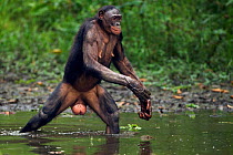 Bonobo (Pan paniscus) female wading through water, Lola Ya Bonobo Sanctuary, Democratic Republic of Congo. October.