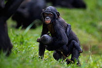 Bonobo (Pan paniscus) juvenile male 'Pole' aged 4 years, carrying a younger infant in play, Lola Ya Bonobo Sanctuary, Democratic Republic of Congo. October.