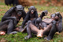 Bonobo (Pan paniscus) group of females with babies relaxing together, Lola Ya Bonobo Sanctuary, Democratic Republic of Congo. October.