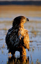 White-tailed Sea Eagle (Haliaeetus albicilla) standing in shallow water. Biebrza National Park, Biebrza Marshes, Poland, July.
