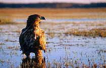 White-tailed Sea Eagle (Haliaeetus albicilla) standing in shallow water. Biebrza National Park, Biebrza Marshes, Poland, July.