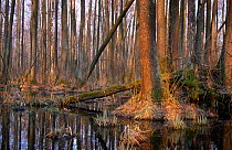 Alder forest (Alnus glutinosa) in Poleski National Park, Poland, July.
