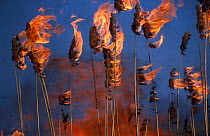 Common Reed (Phragmites australis) on fire. Biebrza National Park, Biebrza marshes, Poland, July.