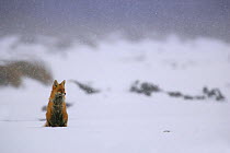 Red Fox (Vulpes vulpes) sitting in gentle snowfall. Poleski National Park, Polesie marshes, Poland, November.