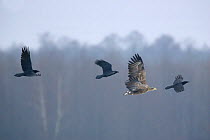 White-tailed Sea Eagle (Haliaeetus albicilla) and Ravens (Corvus corax) in flight. Polesie Marshes, Poland, November.