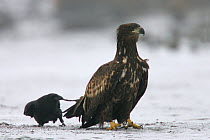 Raven (Corvus corax) harrassing a White-tailed Sea Eagle (Haliaeetus albicilla). Polesie Marshes, Poland, December.