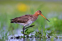 Black-tailed Godwit (Limosa limosa) foraging in marsh. Biebrza National Park, Biebrza marshes, Poland, June.