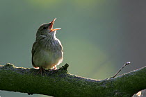River Warbler (Locustella fluviatilis) singing. Poleski National Park, Poland, May.