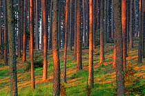 Pine (Pinus silvestris) forest lit by dawn light. Masuria, Poland, May.