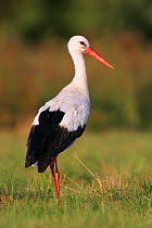 White Stork (Ciconia ciconia) in profile. Biebrza Marshes, Biebrza National Park, Poland, July.
