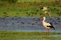 White Stork (Ciconia ciconia) walking through water as a flock of waterfowl takes flight. Biebrza Marshes, Biebrza National Park, Poland, August.