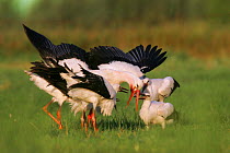 White Stork (Ciconia ciconia) feeding young. Biebrza Marshes, Biebrza National Park, Poland, August.