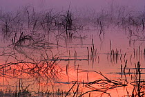 Dawn light reflected in water. Poleski National Park, Poland, September.