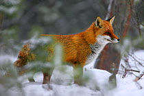 Red Fox (Vulpes vulpes) in snowy woodland. Poleski National Park, Polesie marshes, Poland, February.