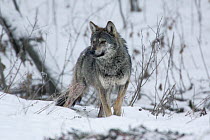 Wild Carpathian Wolf (Canis lupus) standing in snow. Bieszczady Mountains, the Carpathians, Poland, December.