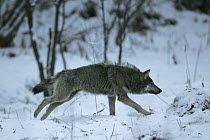 Wild Carpathian Wolf (Canis lupus) running over snow. Bieszczady Mountains, the Carpathians, Poland, December.