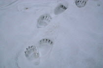 Brown Bear (Ursus arctos) tracks in snow. Bieszczady National Park, the Carpathians, Poland, February.