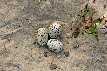 Little Tern (Sternula albifrons) nest with eggs. Vistula River, Mazovia, Poland, June.