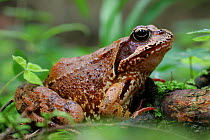 Common Frog (Rana temporaria). Masuria Forest, Poland, July.