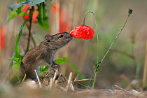 Striped Field Mouse (Apodemus agrarius) and Corn Poppy (Papaver rhoeas). Lublin Highland, Poland, August.