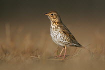Song Thrush (Turdus philomelos). Biebrza National Park, Biebrza marshes, Poland, March.