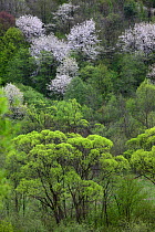 Riparian forest with Crack Willow (Salix fragilis), White Willow (Salix alba) and blooming Wild Cherry (Prunus avium). Bieszczady Mountains, the Carpathians, Poland, May.