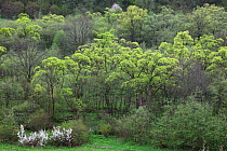 Riparian forest with Crack Willow (Salix fragilis), White Willow (Salix alba) and blooming Wild Cherry (Prunus avium). Bieszczady Mountains, the Carpathians, Poland, May.