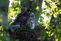 Golden Eagle (Aquila chrysaetos) female with chick on nest. Bieszczady Mountains, the Carpathians, Bieszczady National Park, Poland, June.