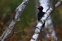 Black Woodpecker (Dryocopus martius) perched. Bieszczady National Park, the Carpathians, Poland, September.