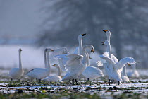Whooper Swans (Cygnus cygnus) in courtship display on meadows. Odra River, Silesia, Poland, January.
