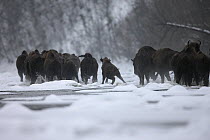 Wisent / European Bison (Bison bonasus) crossing the Sun River. Bieszczady Mountains, the Carpathians, Bieszczady National Park, Poland, February.