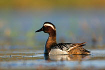 Garganey (Anas querquedula) male on water. Biebrza National Park, Biebrza marshes, Poland, April.