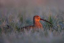 Eurasian Curlew (Numenius arquata) in wet grass lit by dawn light. Biebrza National Park, Biebrza marshes, Poland, May.