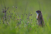 Spotted Souslik (Spermophilus suslicus) standing in grass. Roztocze Highland, Poland, May.