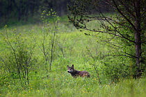 Wild Carpathian Wolf (Canis lupus). Bieszczady Mountains, the Carpathians, Poland, June.