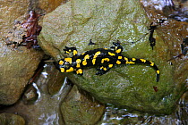 Fire Salamander (Salamandra salamandra) on rock. Bieszczady National Park, the Carpathians, Poland, June.
