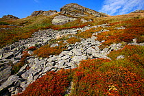 Scree slope on Mount Krzemien. Bieszczady National Park, the Carpathians, Poland, September 2009.