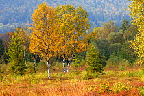 Peat bog with Downy Birch (Betula pubescens). Bieszczady National Park, the Carpathians, Poland, September 2009.