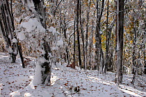 Autumn snowfall in beech forest. Bieszczady National Park, the Carpathians, Poland, October 2009.