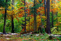 Autumn colours in Carpathian beech forest. Bieszczady National Park, Poland, October 2009.