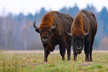 Two Wisent / Bison (Bison bonasus). Bialowieza Forest, Bialowieza National Park, Poland, November.